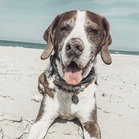 thebeachdog-dogwalking-ludwigsburg-MARLEY